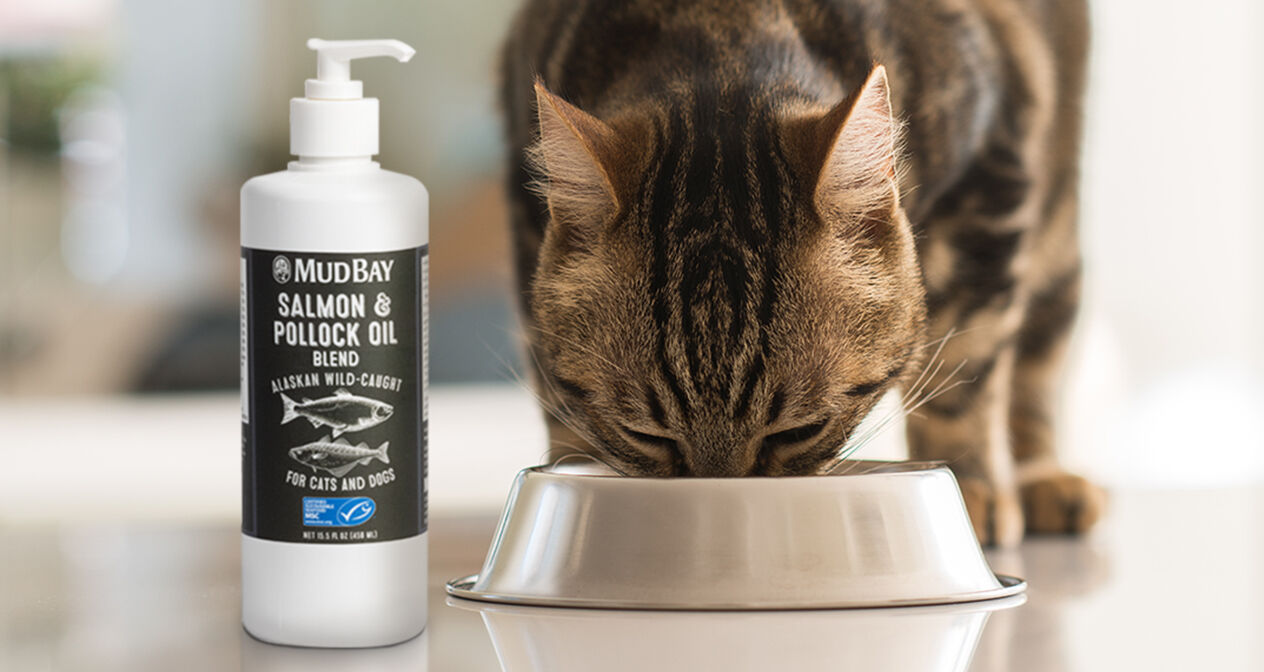 cat eating out of bowl next to bottle of Mud Bay Salmon & Pollock Oil